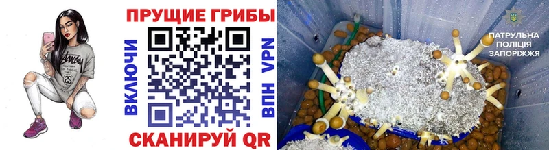 мориарти как зайти  Гулькевичи  Псилоцибиновые грибы мицелий 